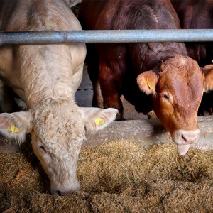 恒歌養殖溯源監控系統高精度溫濕度變送器，智能畜牧養殖業環境監控系統溫濕度解決方案